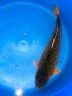 Prachtige koi, Karper of Koi