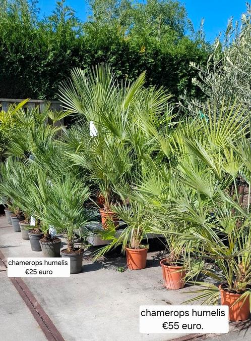 Chamerops humelis palm winterhard., Tuin en Terras, Planten | Bomen, Palmboom, 100 tot 250 cm, Volle zon, Zomer, Ophalen