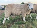 mooie dekrammen engelse texelaar, Dieren en Toebehoren, Schapen, Geiten en Varkens, Mannelijk, Schaap, 0 tot 2 jaar