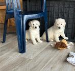 Golden retriever pups, 8 tot 15 weken, Meerdere, Meerdere dieren, Parvo