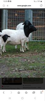 Gezocht persian  blackhead, Vrouwelijk, Schaap