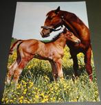 Paarden - Horses - Pferde - Cheveaux - Paard en Veulen, Verzamelen, Ansichtkaarten | Dieren, Verzenden, 1980 tot heden, Gelopen