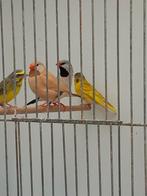 Koppel spitstaartamedines, Meerdere dieren, Tropenvogel