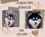VERWACHT: Nestje pomsky pups ( husky /pomeriaan), Dieren en Toebehoren, Honden | Poolhonden, Keeshonden en Oertypen, Overige rassen