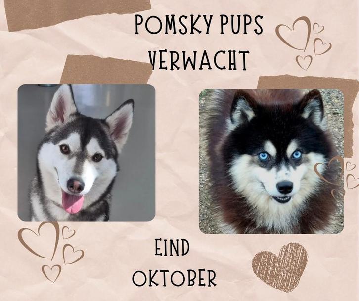 VERWACHT: Nestje pomsky pups ( husky /pomeriaan), Dieren en Toebehoren, Honden | Poolhonden, Keeshonden en Oertypen, Meerdere dieren