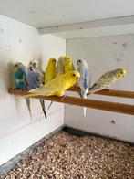 Fallow grasparkieten, Dieren en Toebehoren, Vogels | Parkieten en Papegaaien, Meerdere dieren, Parkiet