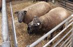 1,5 jarige dekrammen blauwe texelaar, Mannelijk, Schaap, 0 tot 2 jaar