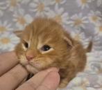 Maine coon katertje met stamboom russische lijnen, Dieren en Toebehoren, Katten en Kittens | Raskatten | Langhaar, Kater, Met stamboom
