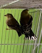 Sijzen Treur sijzen 2024, Dieren en Toebehoren, Vogels | Overige Vogels, Meerdere dieren, Wildzangvogel, Geringd