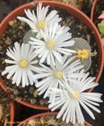 Lithops (levende steentjes) stenen sierschaal graniet look, Ophalen of Verzenden, Cactus, Volle zon, Minder dan 100 cm