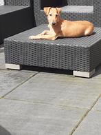 Heide/ jachtterrier, Dieren en Toebehoren, 15 weken tot 1 jaar, CDV (hondenziekte), Meerdere, Nederland