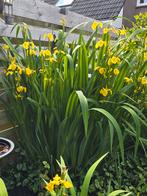 Gele Lis, Iris, Moerasiris, vijverplant, moerasplant, Tuin en Terras, Vijvers, Ophalen, Zo goed als nieuw