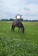 Te koop recreatie merrie kwpn, Merrie, Recreatiepaard, 11 jaar of ouder
