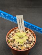 Pinguicula Vetblad Vleesetende planten, Huis en Inrichting, Kamerplanten, Ophalen of Verzenden, Overige soorten, Minder dan 100 cm
