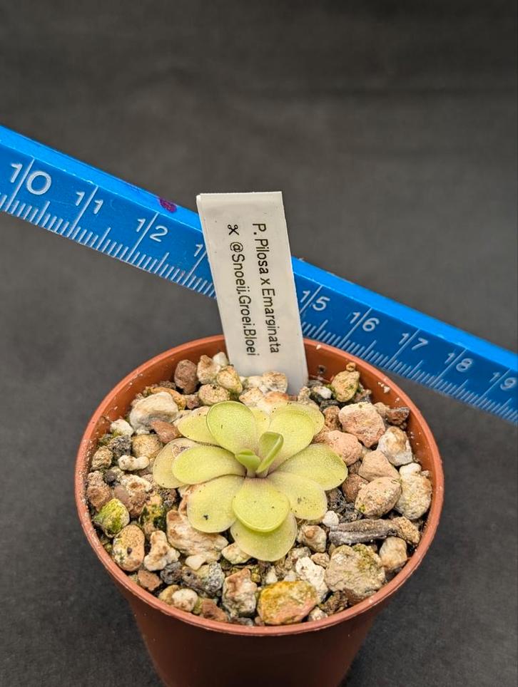 Pinguicula Vetblad Vleesetende planten, Huis en Inrichting, Kamerplanten, Overige soorten, Minder dan 100 cm, Ophalen of Verzenden