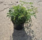 Vaste planten in soorten., Ophalen, Zomer, Overige soorten, Volle zon