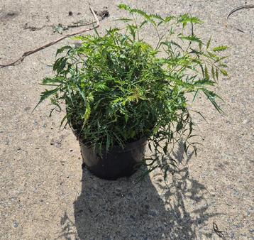 Vaste planten in soorten.  beschikbaar voor biedingen