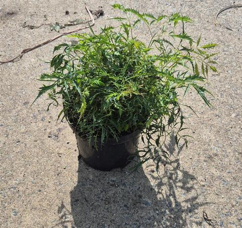 Vaste planten in soorten., Tuin en Terras, Planten | Tuinplanten, Overige soorten, Volle zon, Zomer, Ophalen