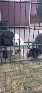 Labradoodle f3 x Labrador zwart blond Doodle poodle, Dieren en Toebehoren, Overige rassen, CDV (hondenziekte), 8 tot 15 weken