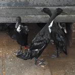 Laatste 4 zuivere loopeend woerden, Dieren en Toebehoren, Pluimvee, Mannelijk, Eend