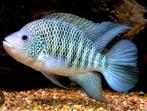 Beani cichliden, Vis