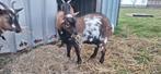 Dwergbok, Dieren en Toebehoren, Schapen, Geiten en Varkens, Mannelijk, Geit, 0 tot 2 jaar