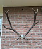 Mooi Groot Herten Gewei kleine schedelkap jacht mancave f9, Ophalen, Gebruikt, Hert, Gewei of Kop
