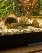 Borstelneus algeneter man, Vis