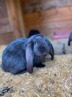 Jonge franse hangoren., Dieren en Toebehoren, Konijnen, Meerdere dieren, Groot, Hangoor