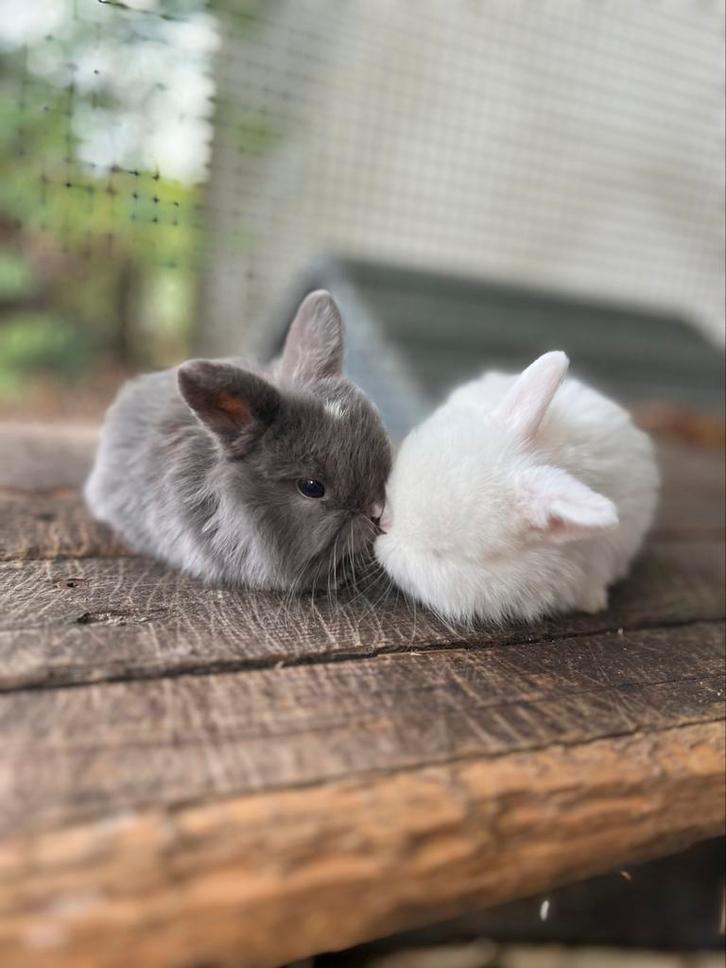 Geweldig lief en tam (raszuiver) minilop koppeltje!, Dieren en Toebehoren, Konijnen, Dwerg, Meerdere dieren, 0 tot 2 jaar, Hangoor