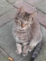 jonge poesjes, Dieren en Toebehoren, Katten en Kittens | Overige Katten, Poes
