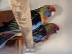 Kweekkoppel  adelaide rosella, Dieren en Toebehoren, Meerdere dieren, Parkiet