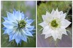 Zaden juffertje in het groen mix (Nigella damascena), Ophalen of Verzenden, Voorjaar, Volle zon, Zaad