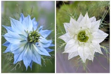 Zaden juffertje in het groen mix (Nigella damascena) beschikbaar voor biedingen