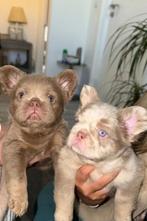 Super mooie Fluffy Franse Bulldogs te koop, Parvo, 8 tot 15 weken, Bulldog, Meerdere