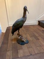 Opgezette vogel (Hadad Ibis) Taxidermie, Ophalen, Zo goed als nieuw, Vogel, Opgezet dier