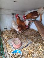Frieshoender hanen, Dieren en Toebehoren, Pluimvee, Mannelijk, Kip