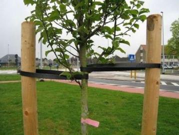 Ronde Paal Gepunt/Gekroond Groen beschikbaar voor biedingen
