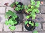 Geranium  ooievaarsbek, Tuin en Terras, Planten | Tuinplanten, Ophalen of Verzenden, Zomer, Bodembedekkers, Volle zon