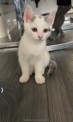 Kittens te koop apeldoorn, Dieren en Toebehoren