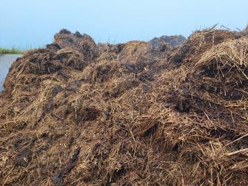Schapenmest stalmest NPK 2-1-3 beschikbaar voor biedingen