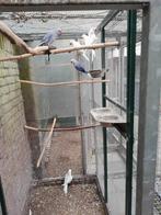 Te koop halsband parkieten, Meerdere dieren, Parkiet, Geringd