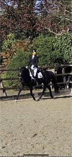 GEZOCHT LEASEPAARD !, Dieren en Toebehoren, Ophalen of Verzenden