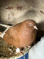 Vrouw en man samen heel erg mooi bruin, Dieren en Toebehoren, Vogels | Duiven, Meerdere dieren