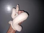Koningspython pastel/ivory, Dieren en Toebehoren, Reptielen en Amfibieën, Slang, 0 tot 2 jaar