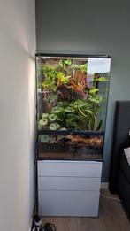 Volledig bio-actief terrarium + wimpergekko (man), Dieren en Toebehoren, Reptielen en Amfibieën | Toebehoren, Ophalen, Gebruikt