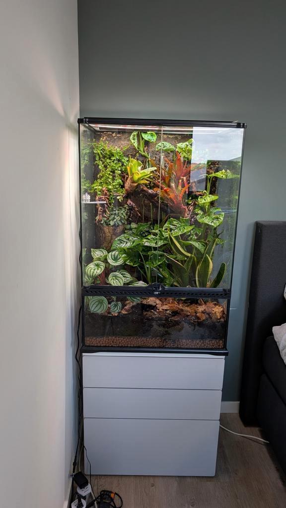 Volledig bio-actief terrarium + wimpergekko (man), Dieren en Toebehoren, Reptielen en Amfibieën | Toebehoren, Gebruikt, Terrarium of Paludarium