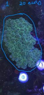 koralen vissen inhoud zeeaquarium 2, Dieren en Toebehoren, Vissen | Aquariumvissen, Overige typen, Zoutwatervis