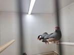 4 rijstvogels te koop, Dieren en Toebehoren, Vogels | Overige Vogels, Meerdere dieren
