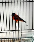 Te Koop Kapoetsijs Mannen, Dieren en Toebehoren, Vogels | Overige Vogels, Mannelijk, Wildzangvogel, Geringd